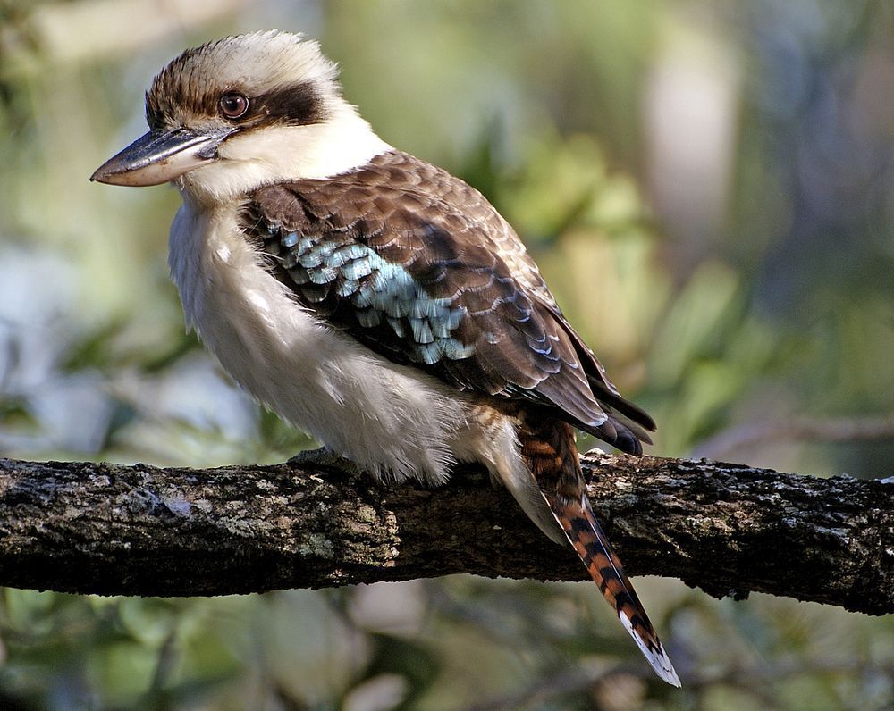 Kookaburra (Durdilapka) Linen Blend Tea Towel (2 Pack)