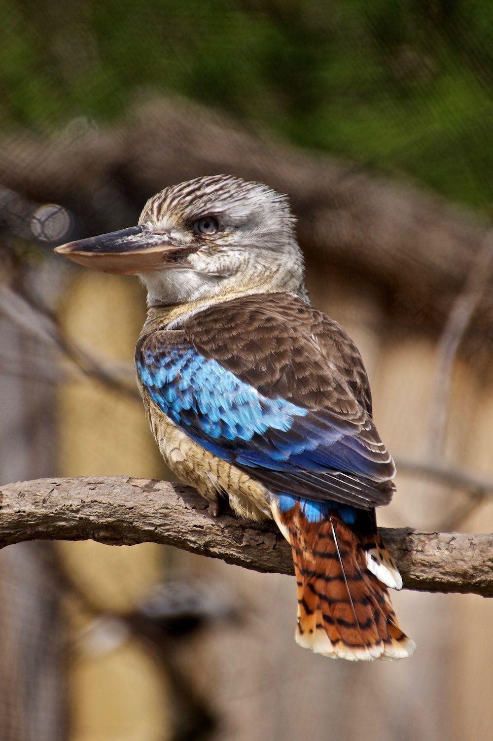 1000x1503 Kookaburra Picture. Download Free Image