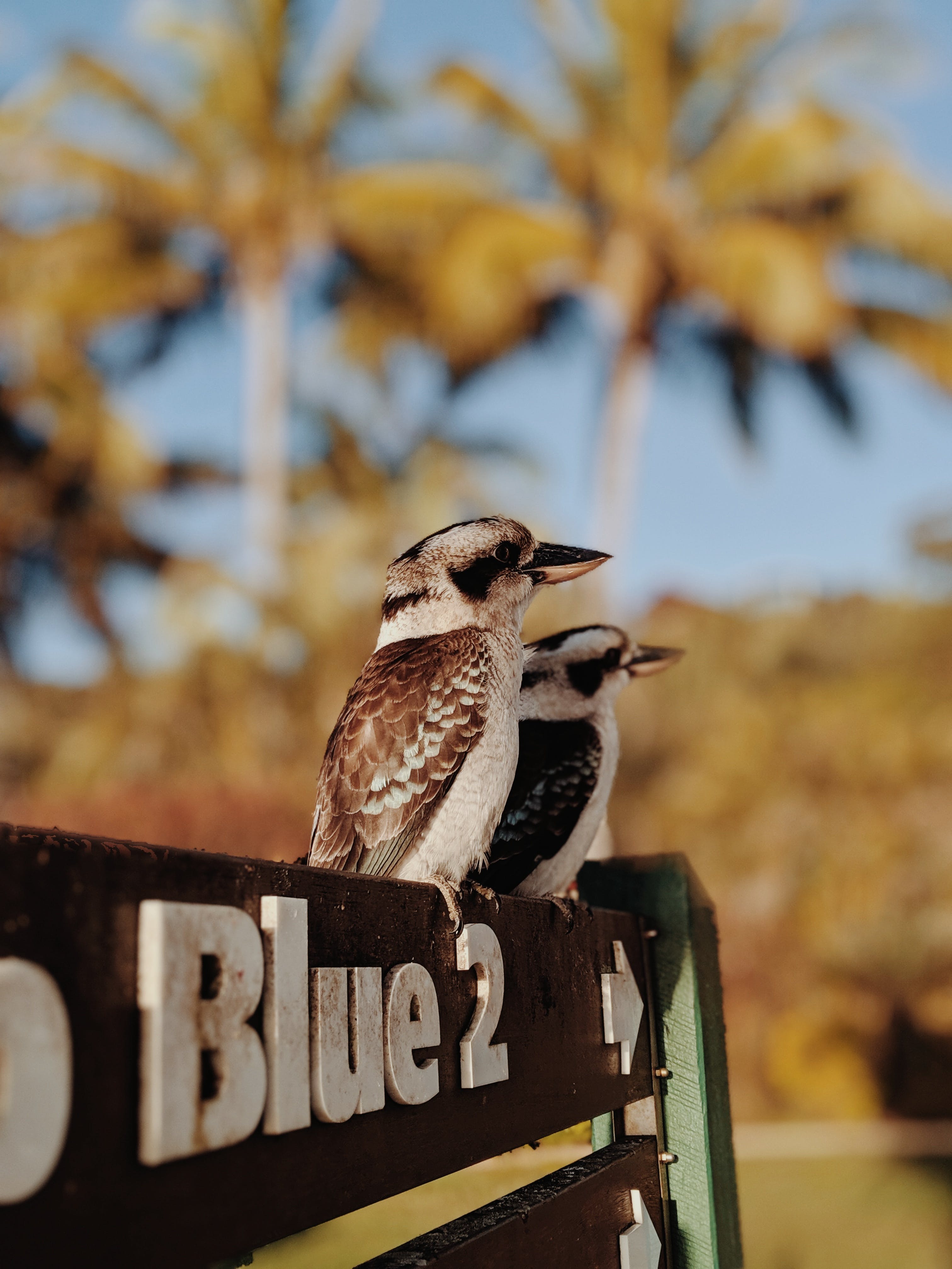 3024x4032 Kookaburra Photo, Download The BEST Free Kookaburra & HD Image