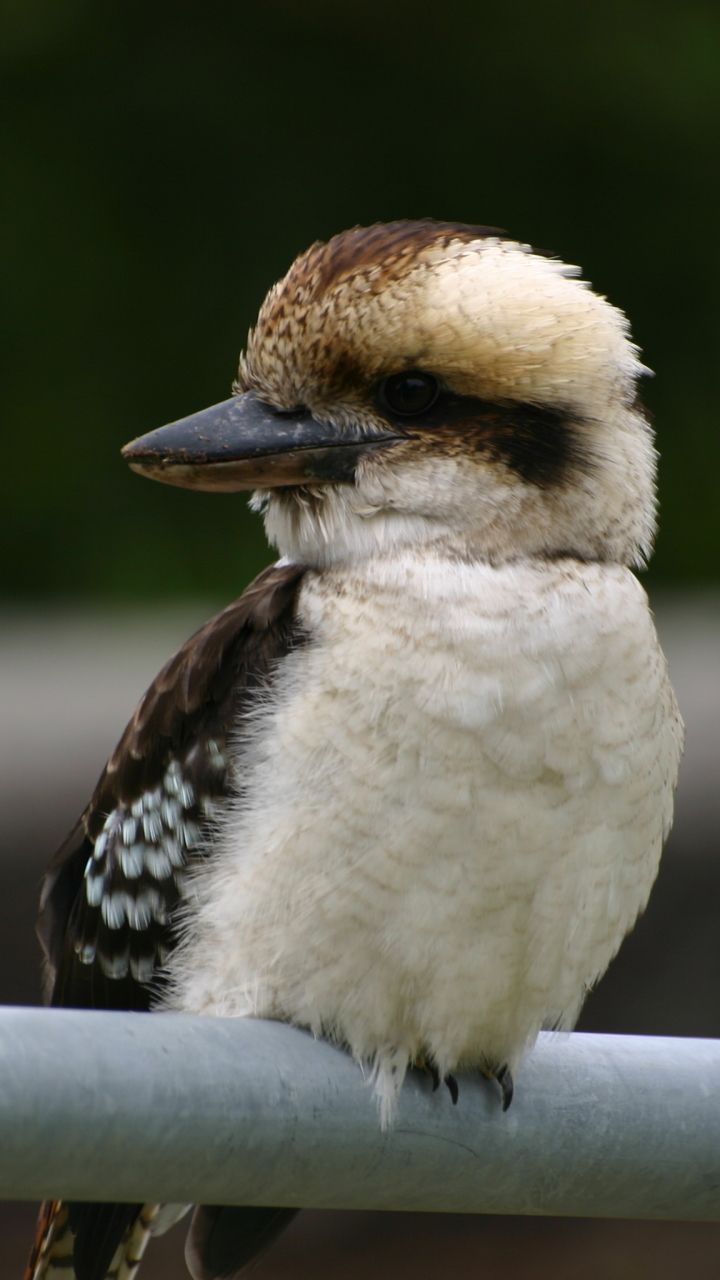 720x1280 Kookaburra Phone Wallpaper