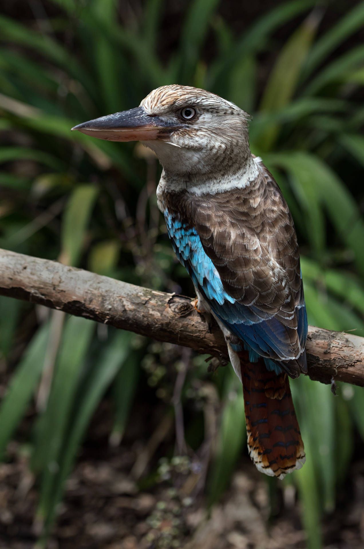 1272x1920 Download Australia Kookaburra Bird Wallpaper