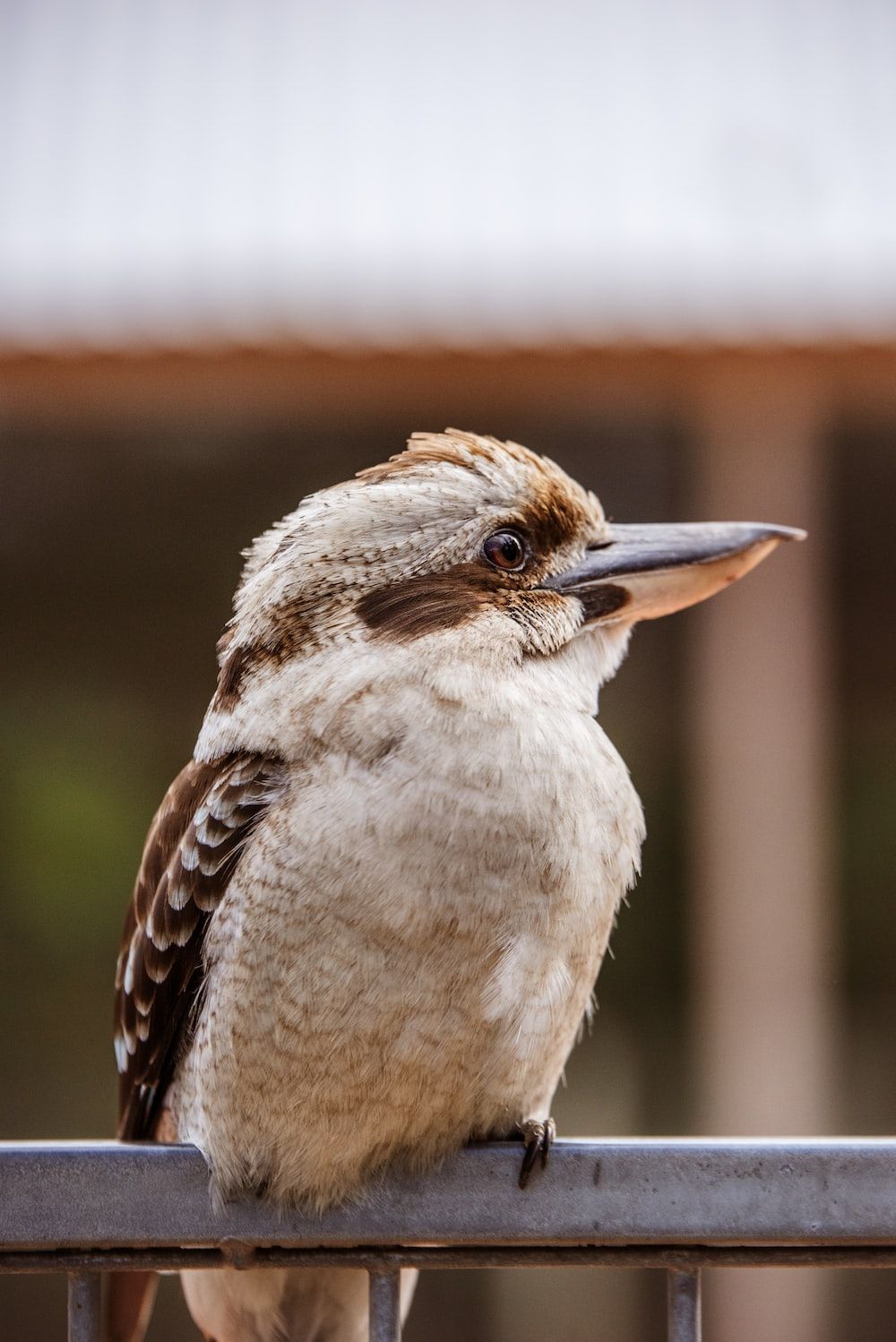 1000x1498 Kookaburra Picture. Download Free Image