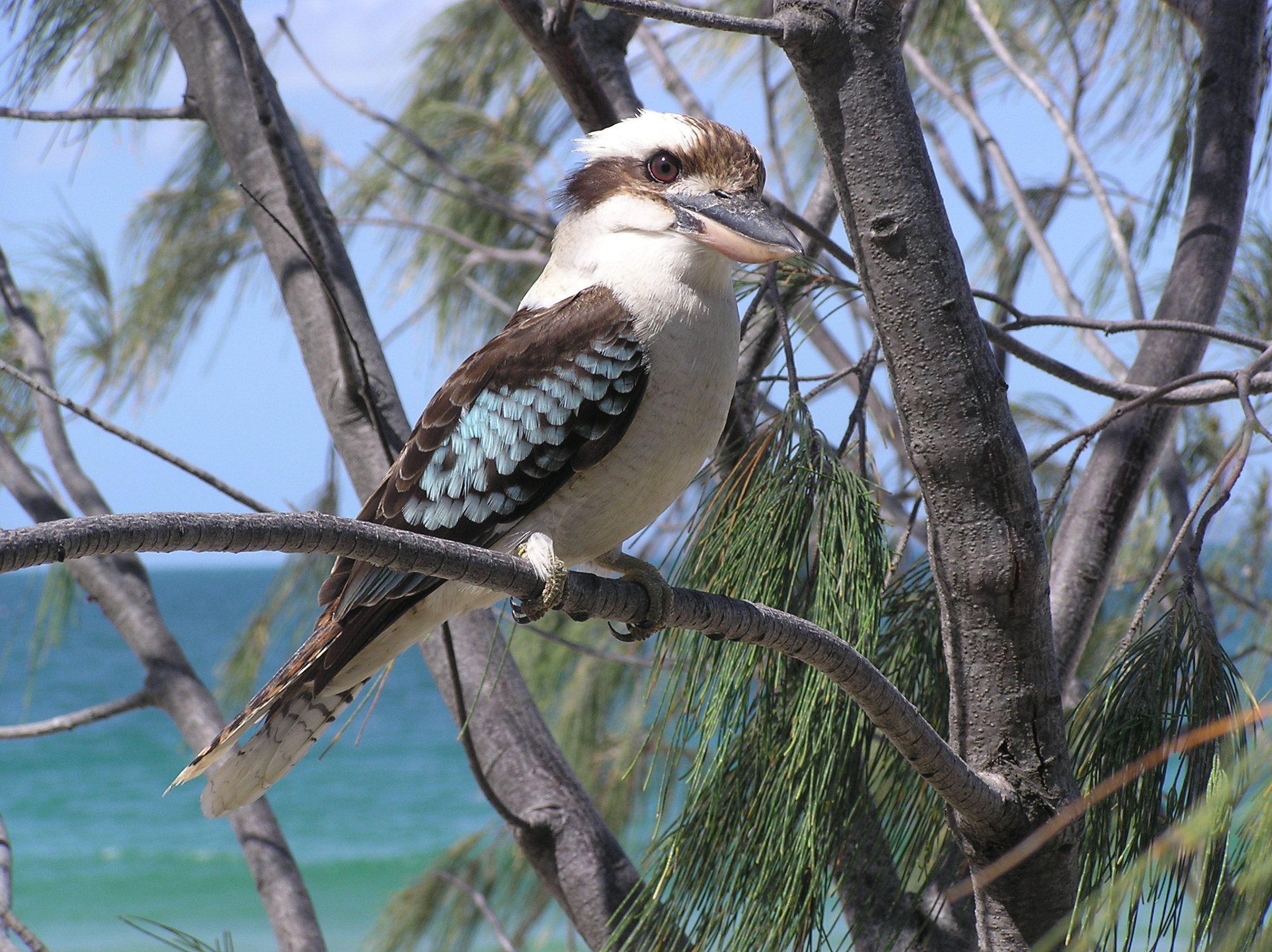 2288x1712 Animal Kookaburra HD Wallpaper