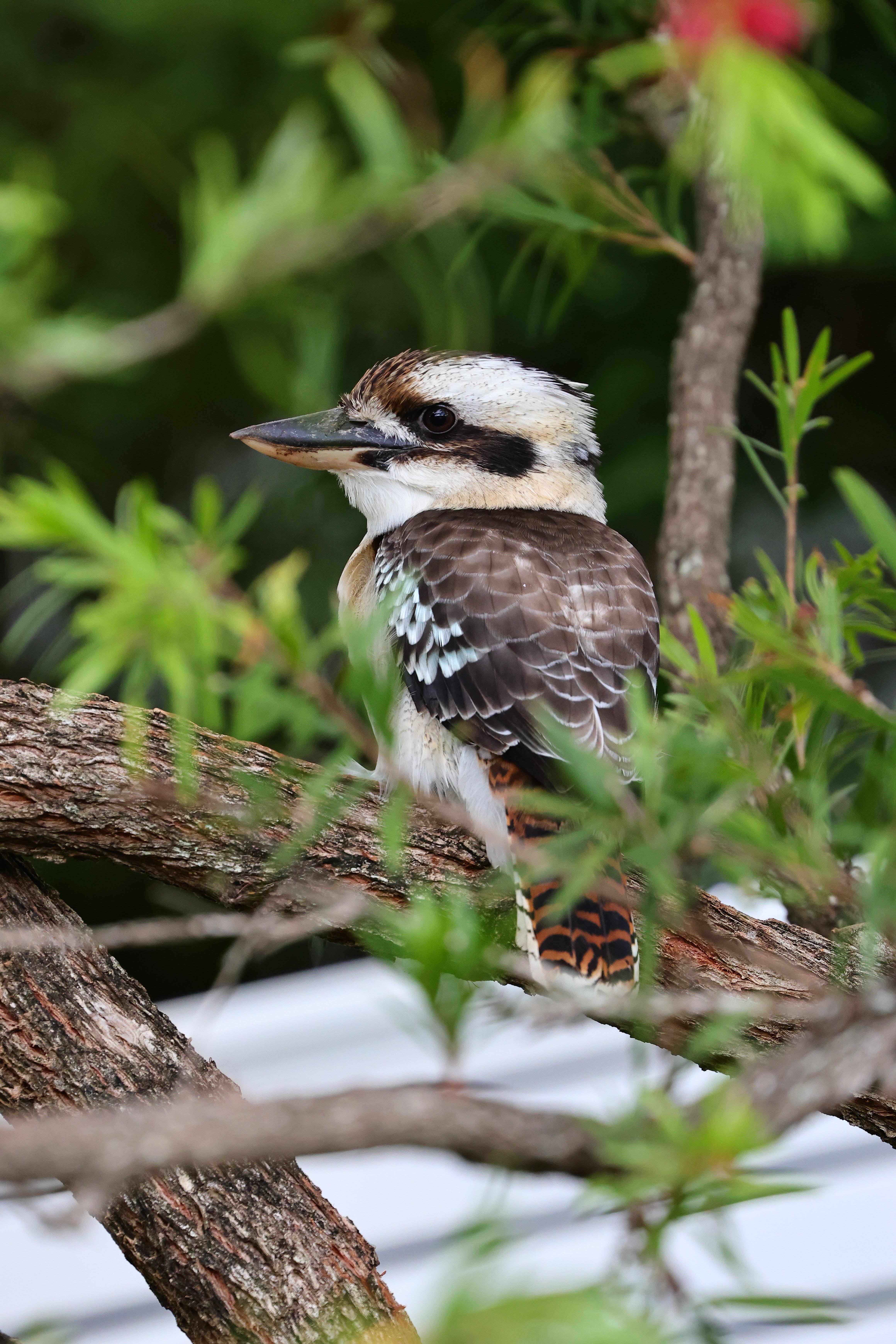 4640x6960 Kookaburra Photo, Download The BEST Free Kookaburra & HD Image