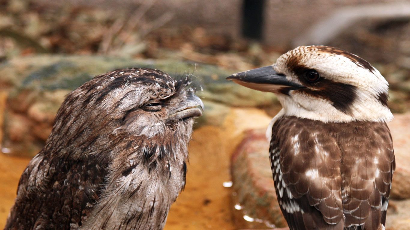 1366x768 Tawny frogmouth and kookaburra