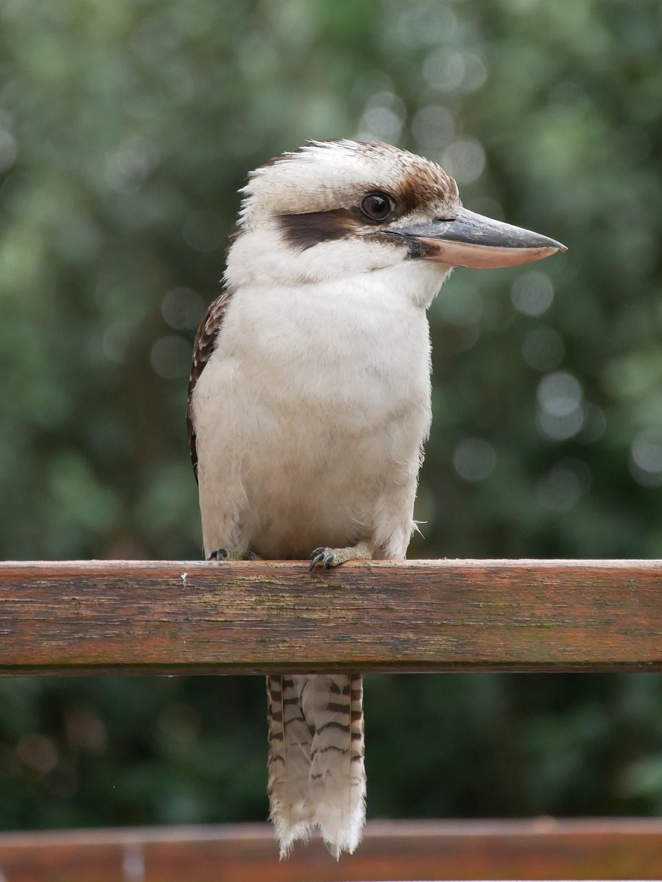 961x1280 Kookaburra Bird Animal photo. Animal free Free photo Stock image free