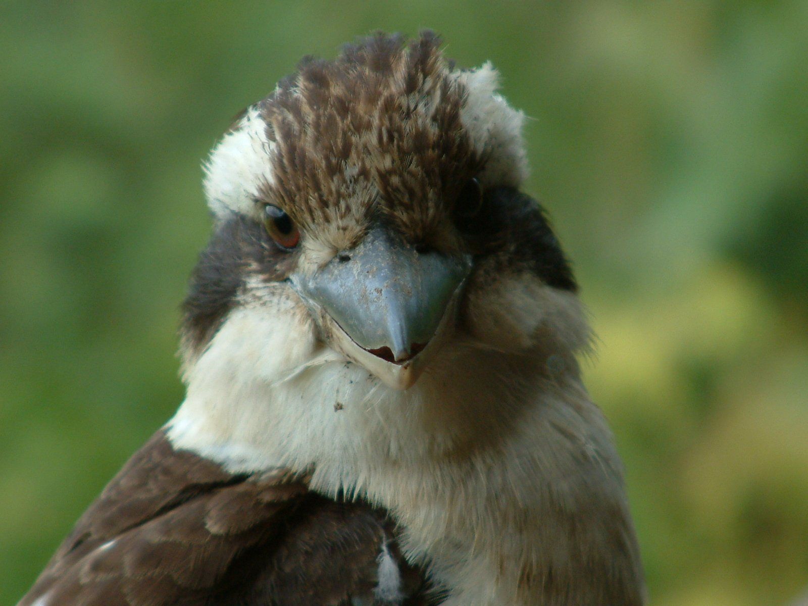 1600x1200 Kookaburra Free Photo Download