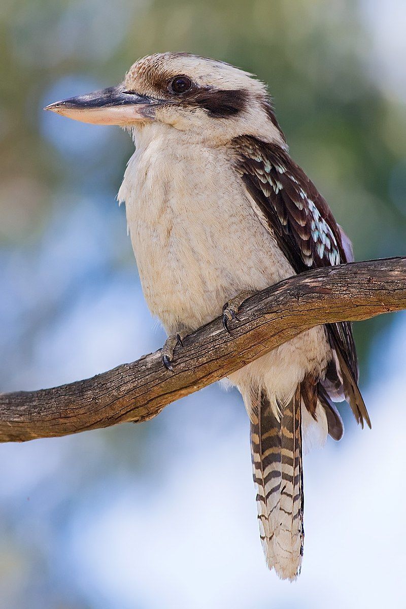 800x1200 Laughing kookaburra