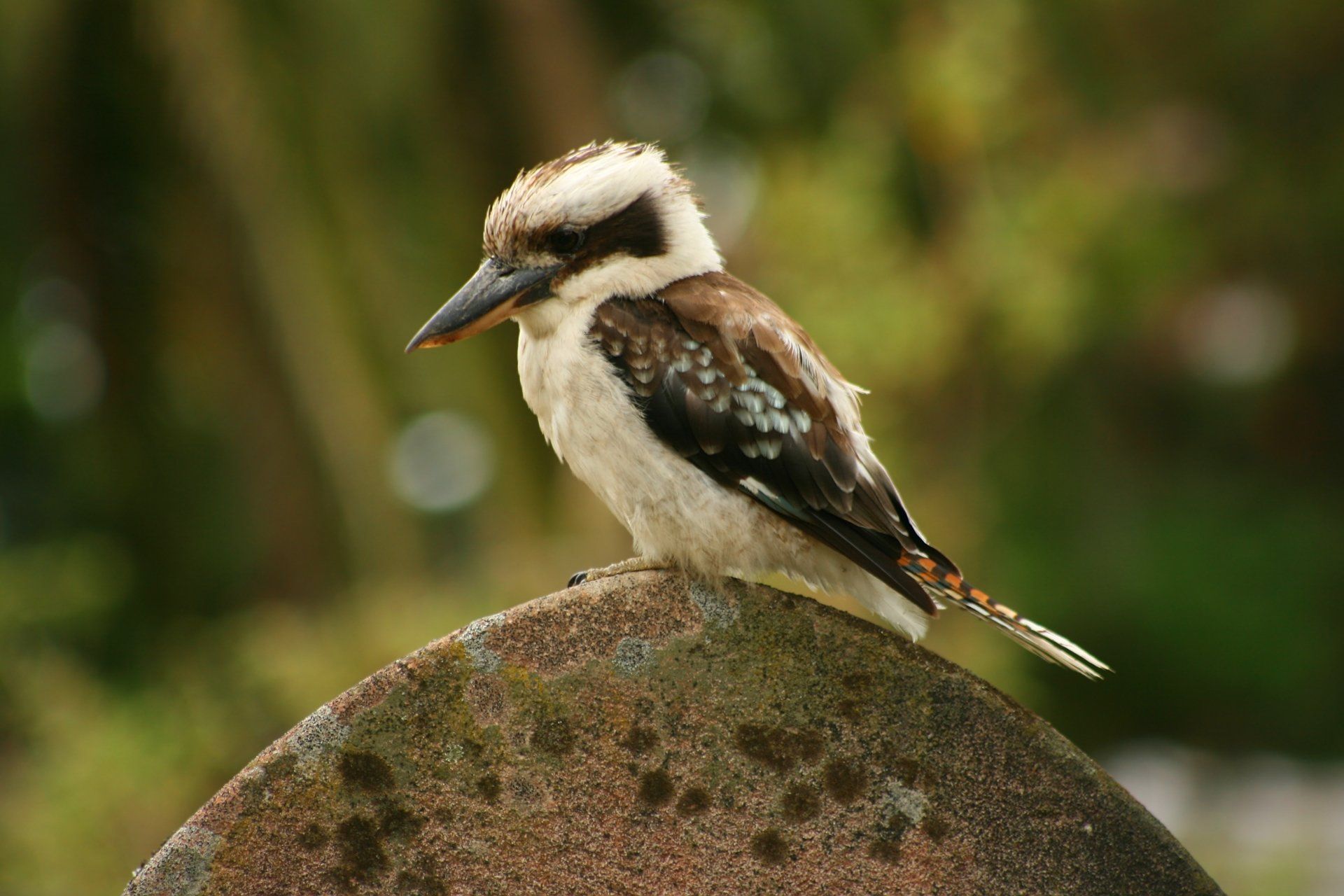 1920x1280 4K Kookaburra Wallpaper and Background Image