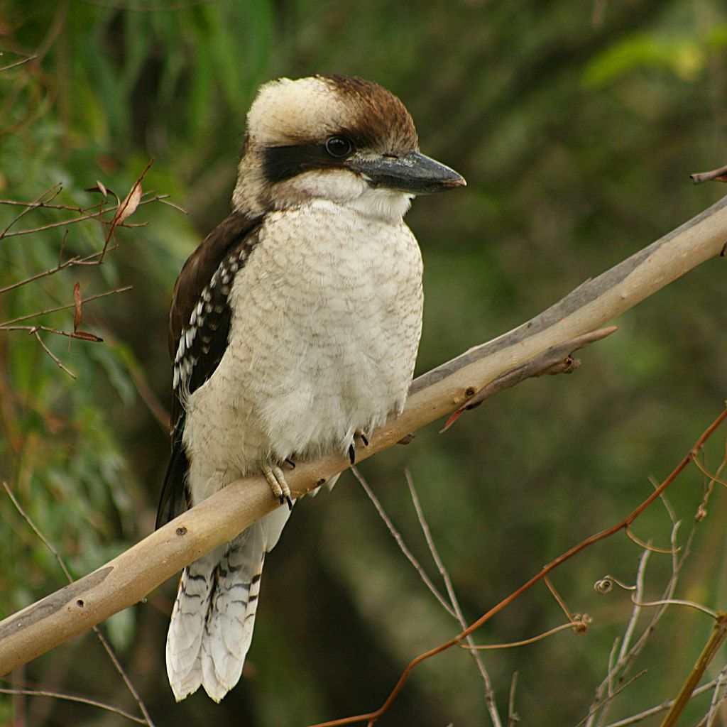 Kookaburra Wallpapers - Top Free Kookaburra Backgrounds - Wallpaperaccess