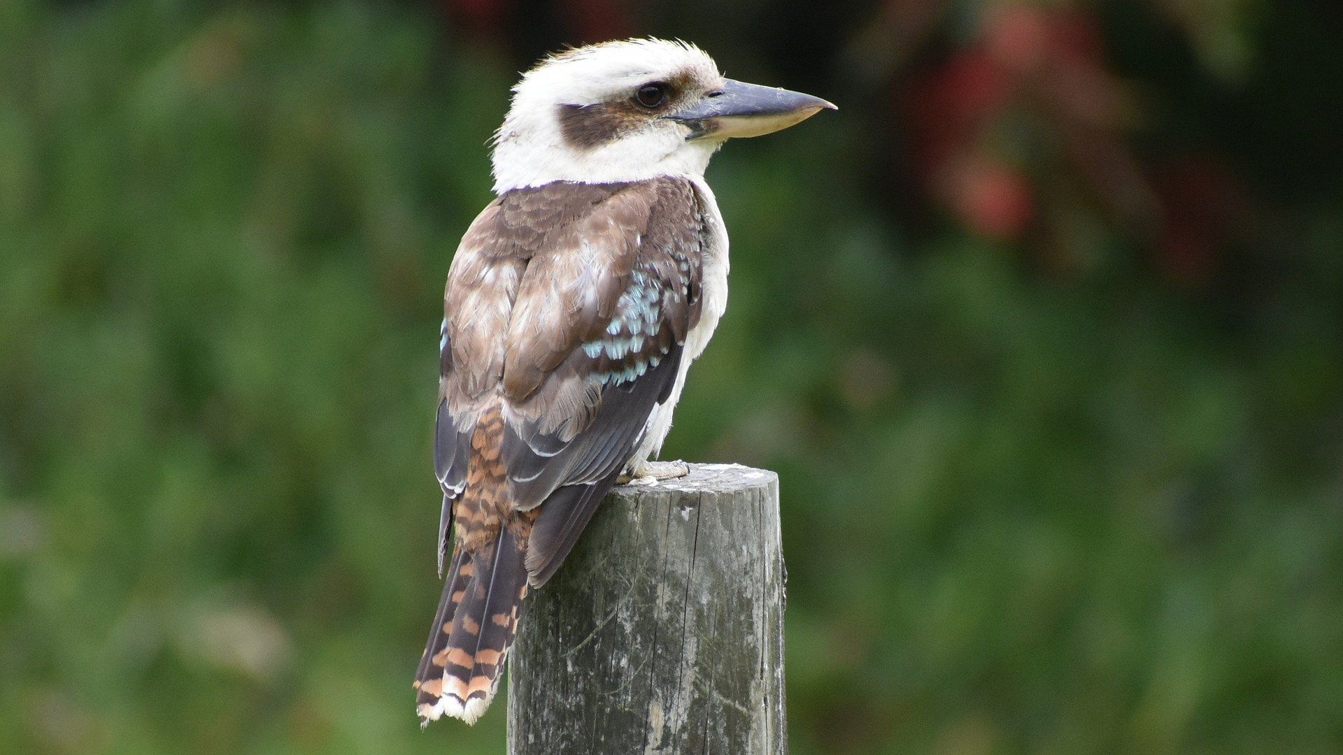 1920x1080 Kookaburra Best HD Wallpaper 77499