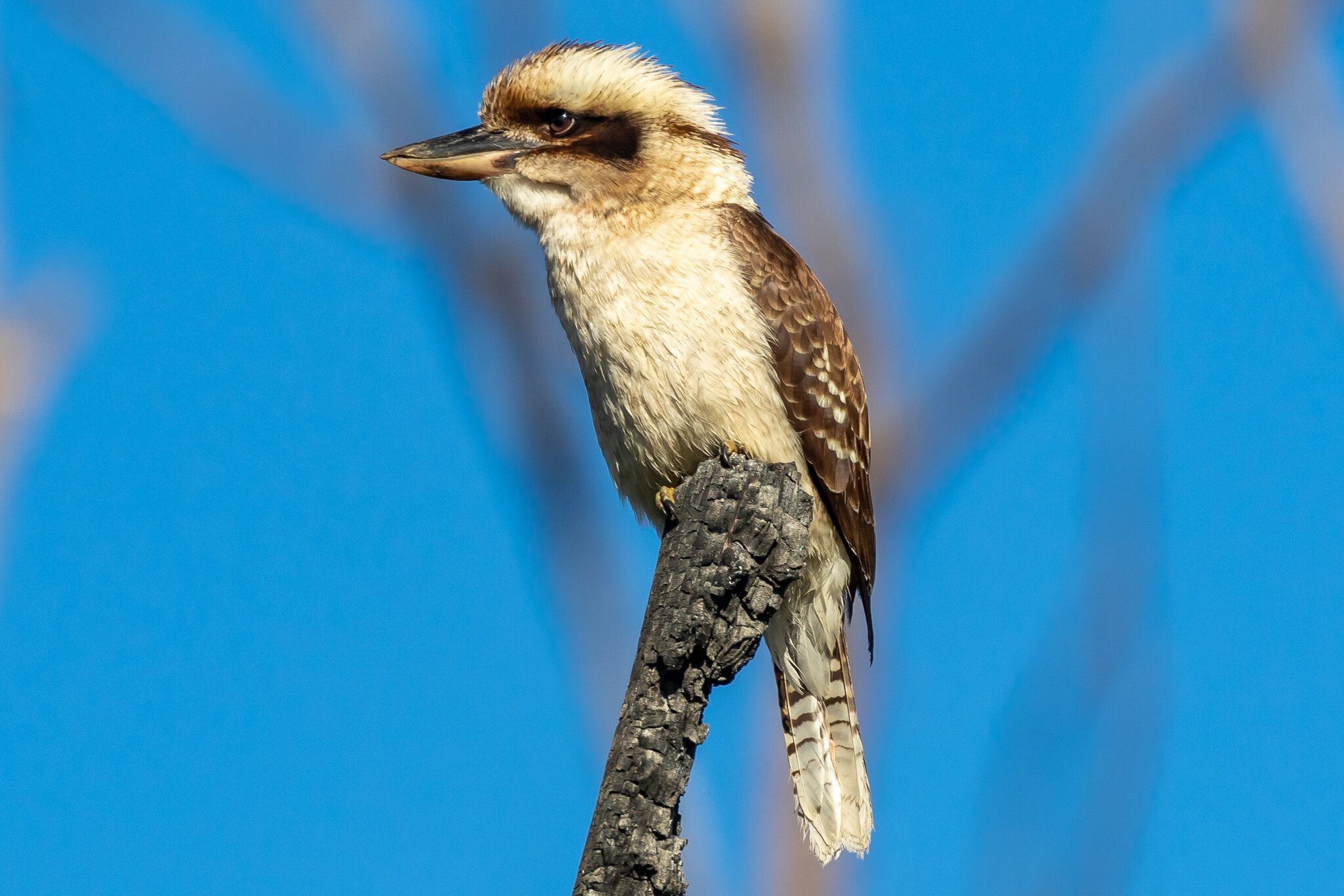2048x1365 Birds of Australia