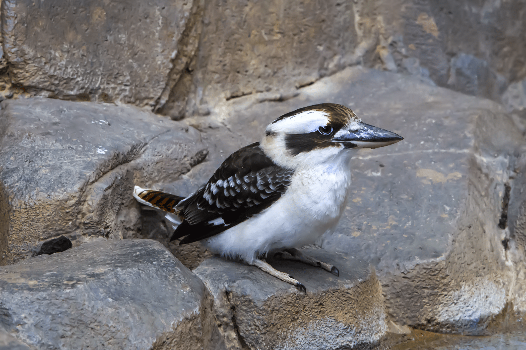 2096x1394 Laughing Kookaburra 1.png