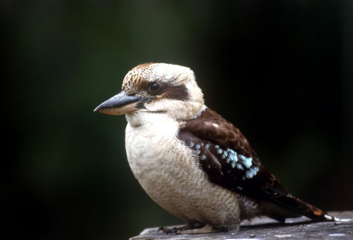 Kookaburra Woodblock