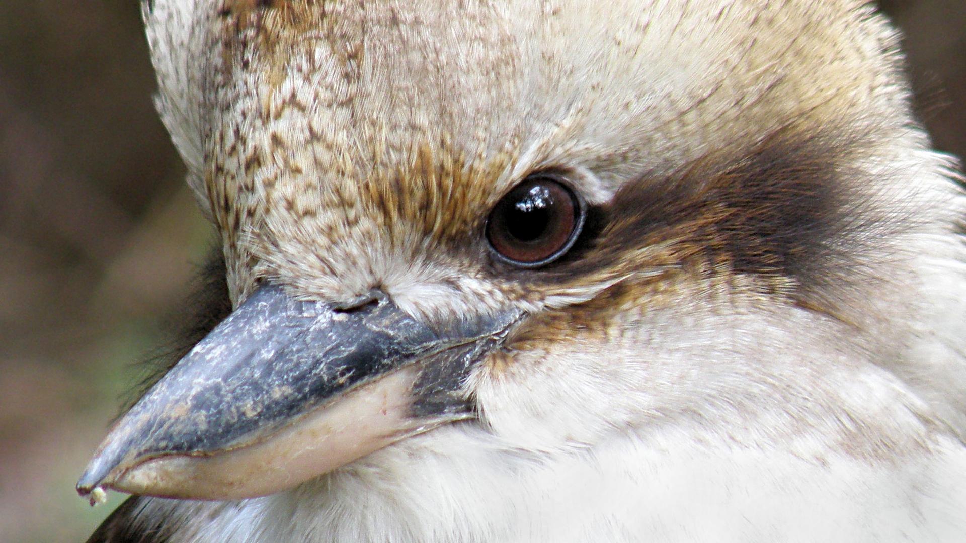 1920x1080 Laughing Kookaburra [Vik 5 8]