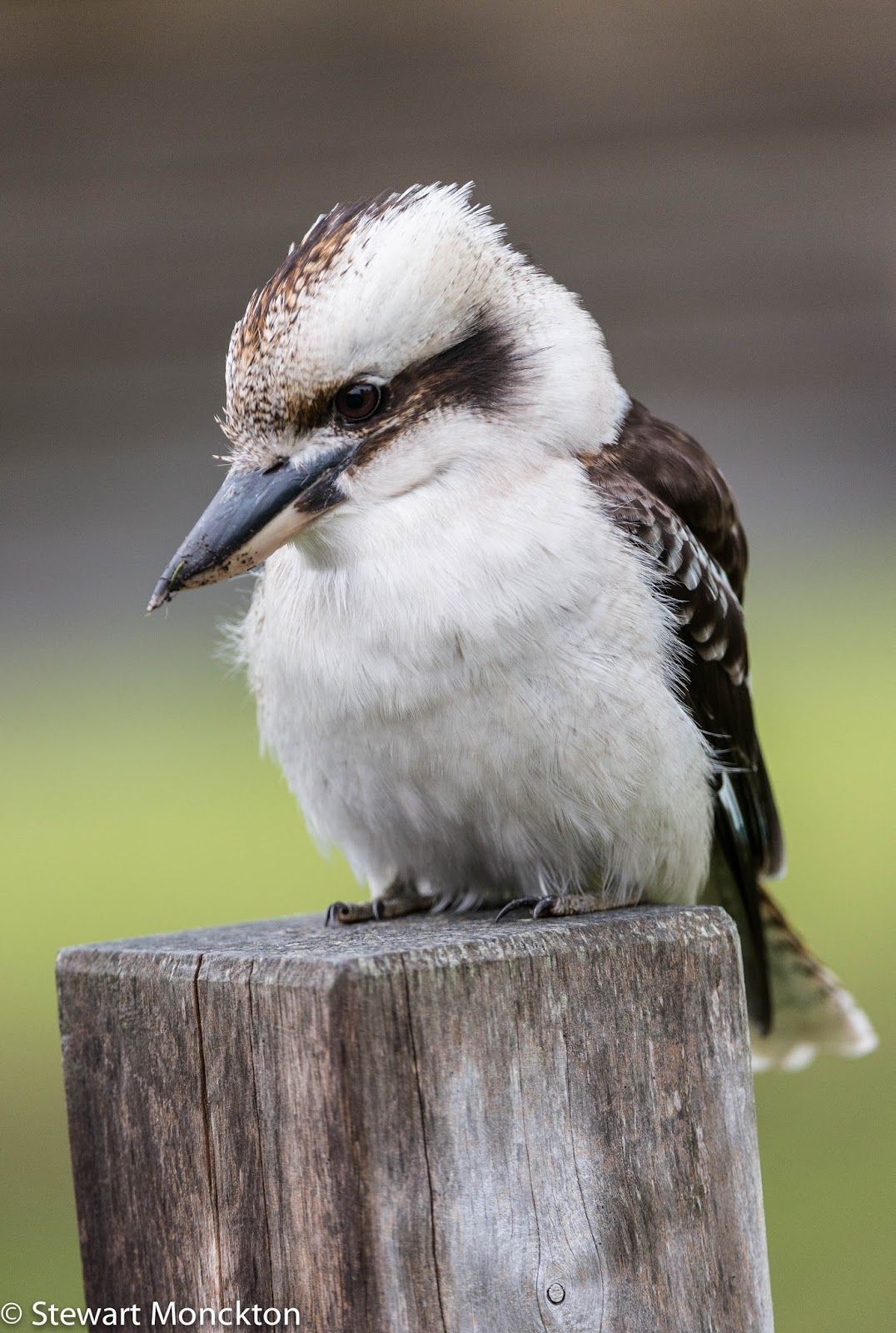 1076x1600 Paying Ready Attention Gallery: Wild Bird Wednesday 170