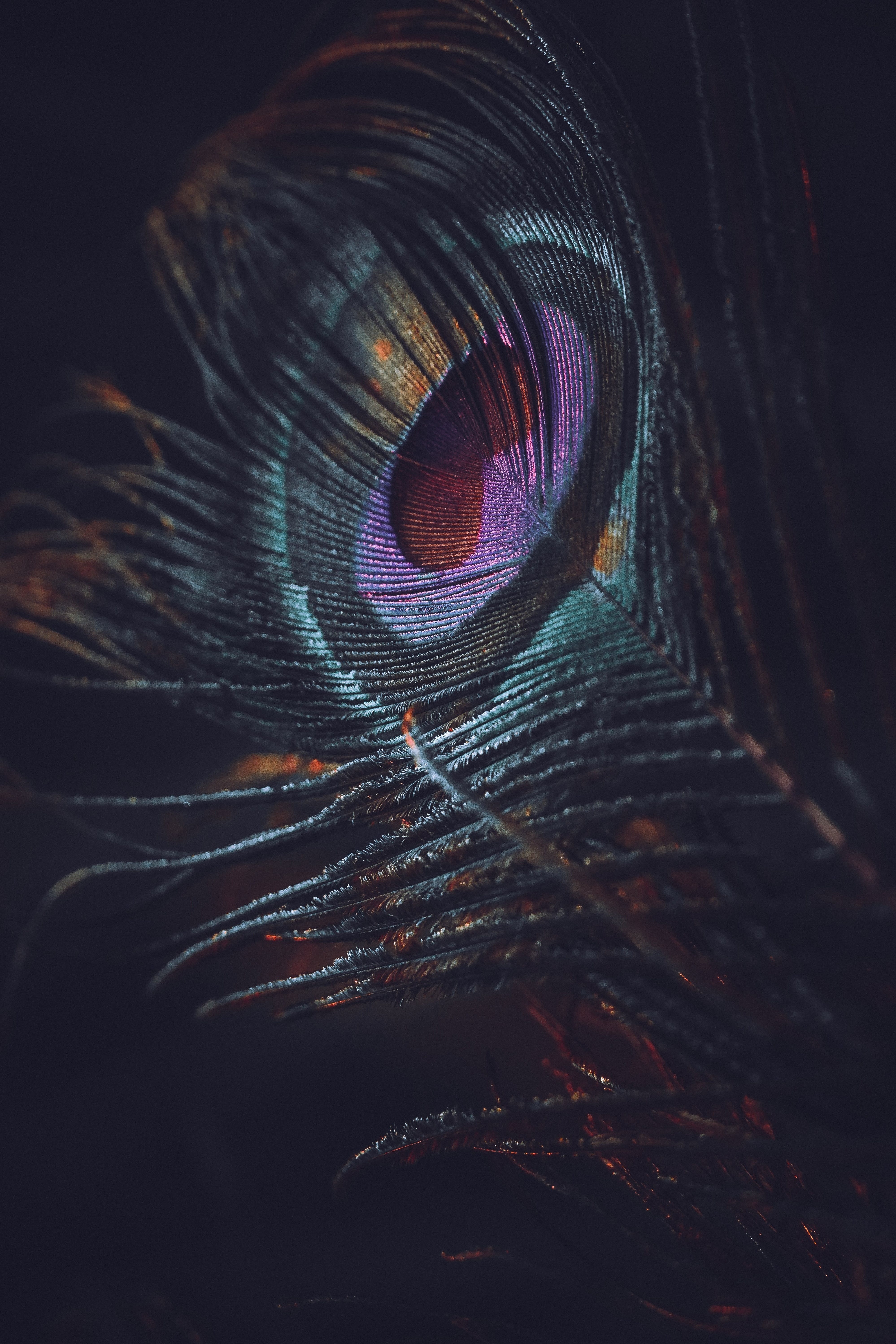 3996x5992 Peacock Feather Photo, Download The BEST Free Peacock Feather & HD Image