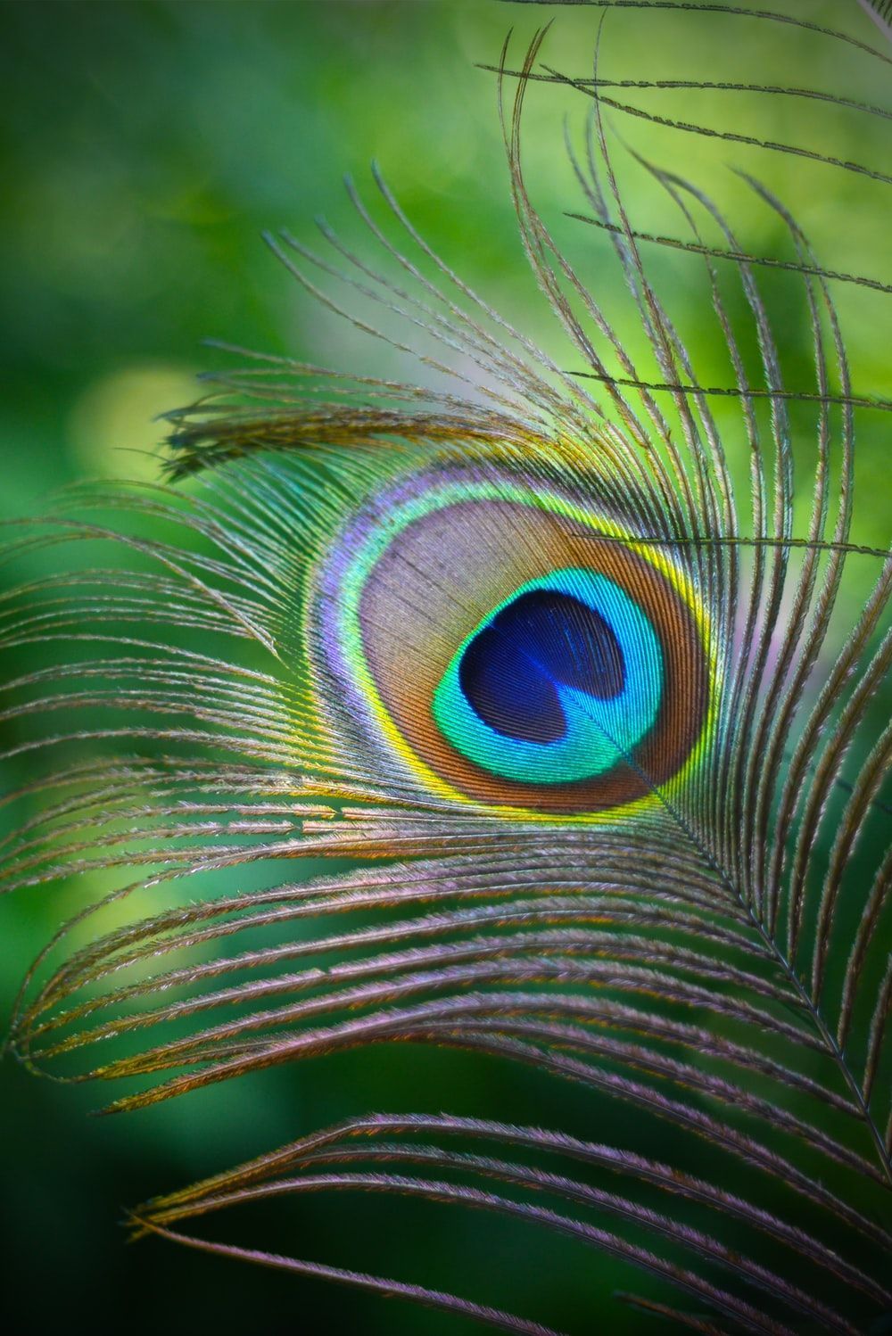 1000x1498 Krishna Feather Wallpaper