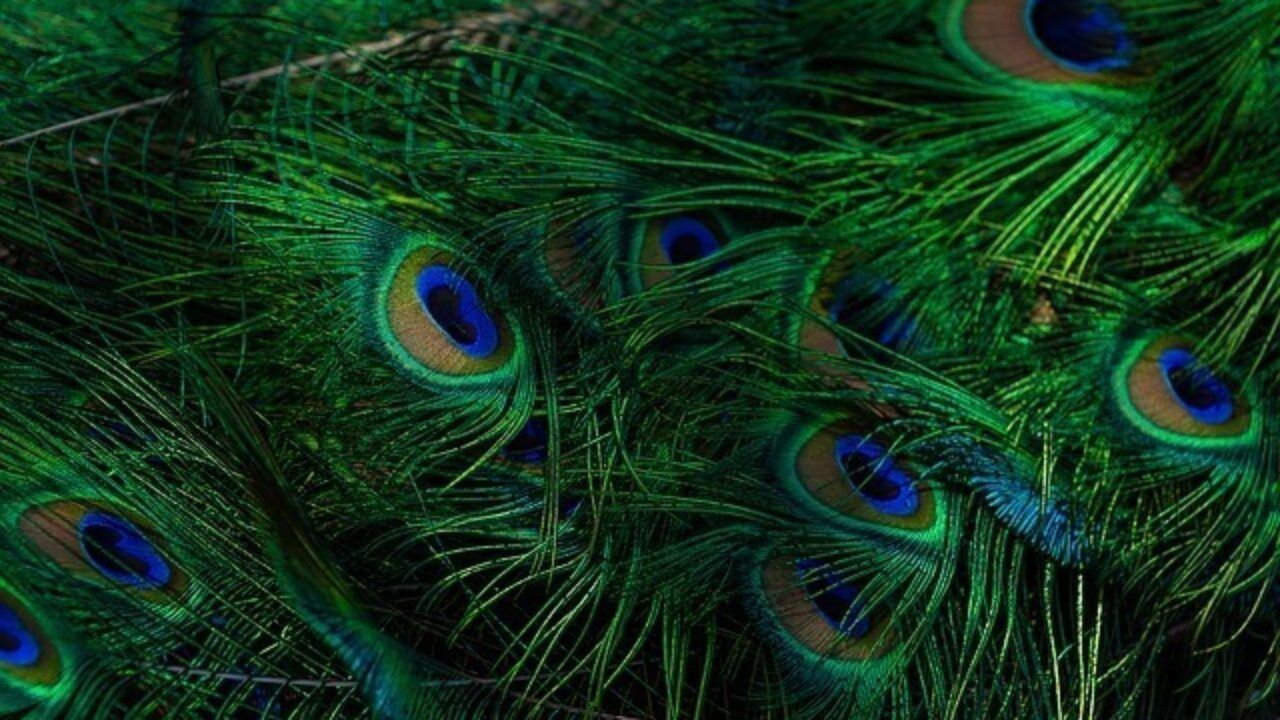1280x720 Story Behind Why Krishna Wears A Peacock Feather On His Head