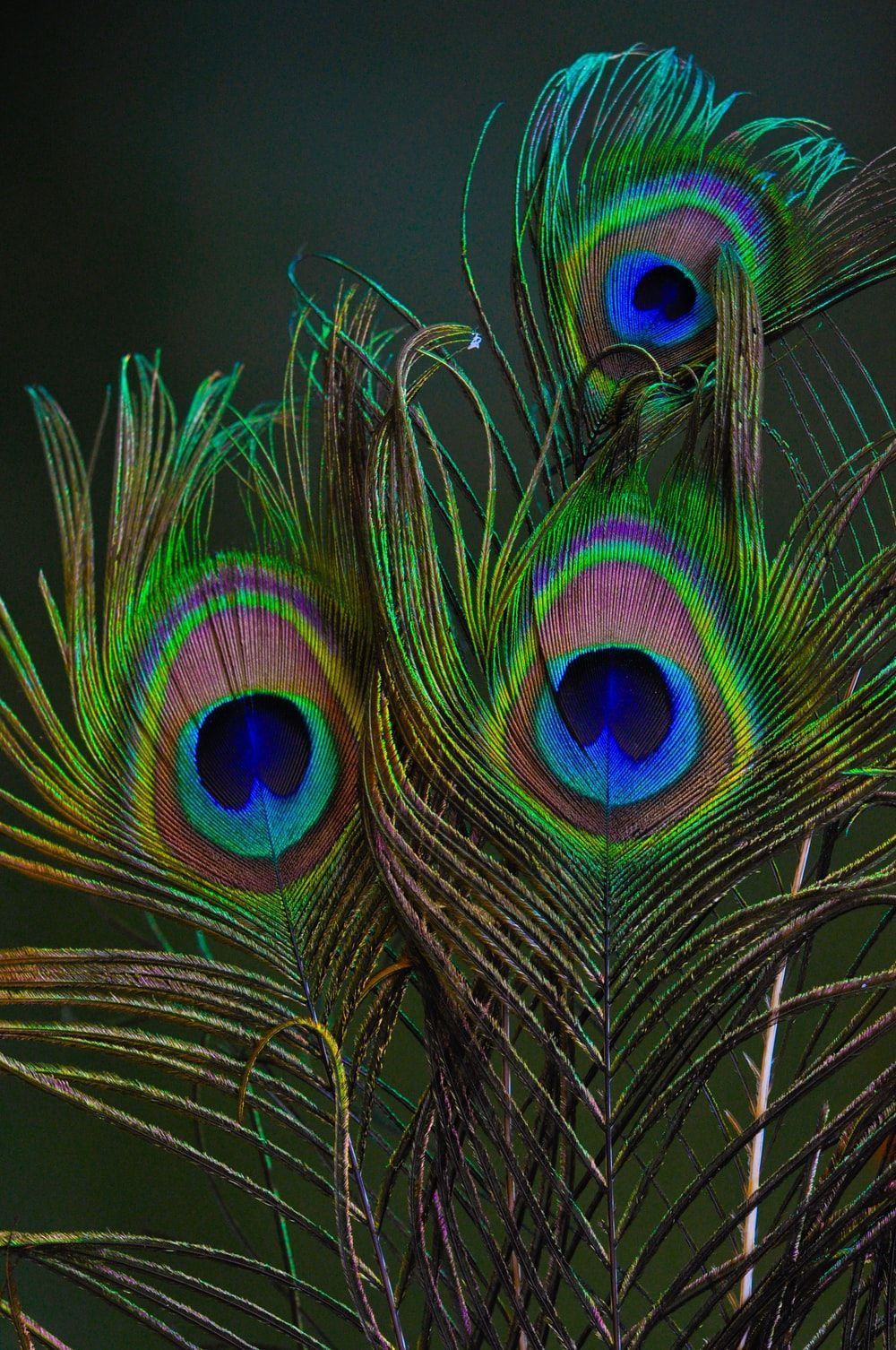 1000x1506 Krishna Feather Wallpaper