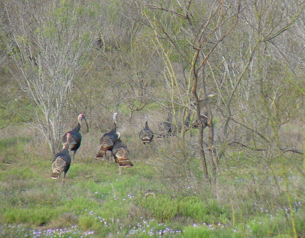 Turkey Hunting Wallpapers - Top Free Turkey Hunting Backgrounds