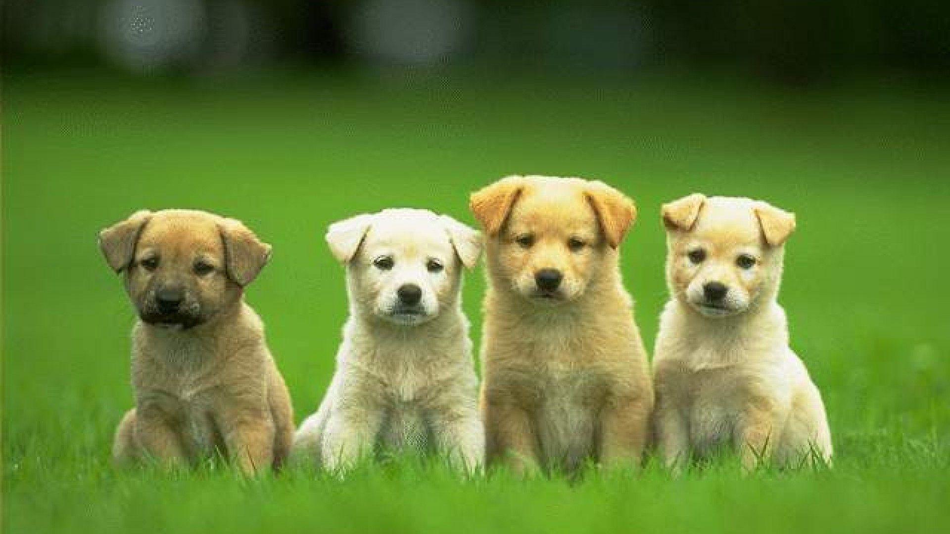 1920x1080 Cute Dogs And Puppies hình nền