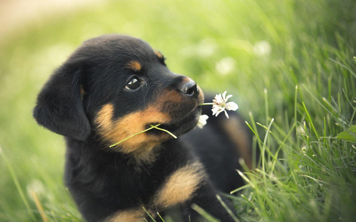 1440x900 Puppy