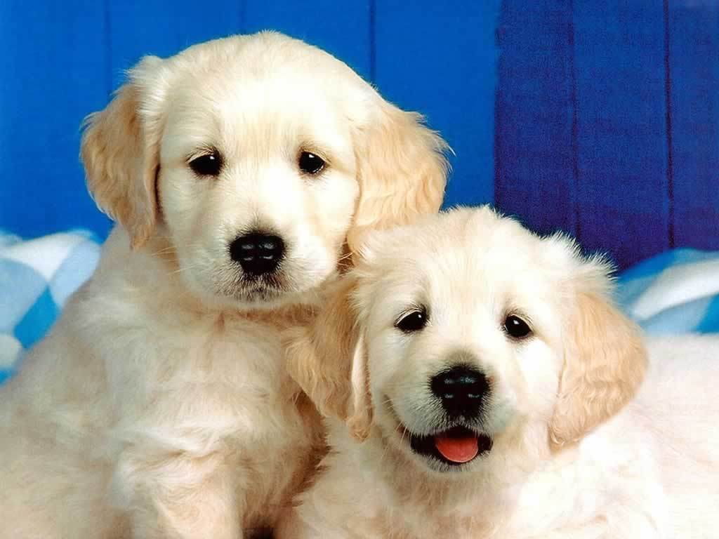 1024x768 Cute Dogs And Puppies Wallpaper