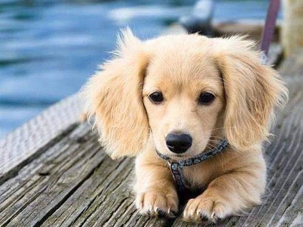 1024x768 Wallpaper dogs puppies