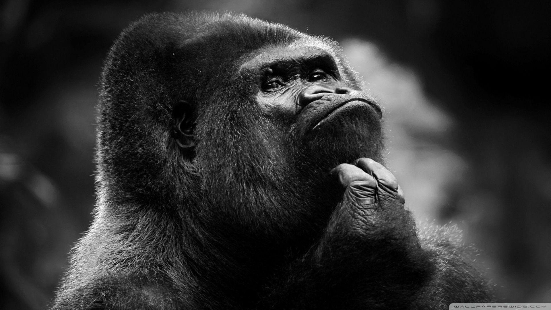 1920x1080 Thoughtful Gorilla BW ❤ 4K HD Desktop Wallpaper for 4K Ultra HD TV