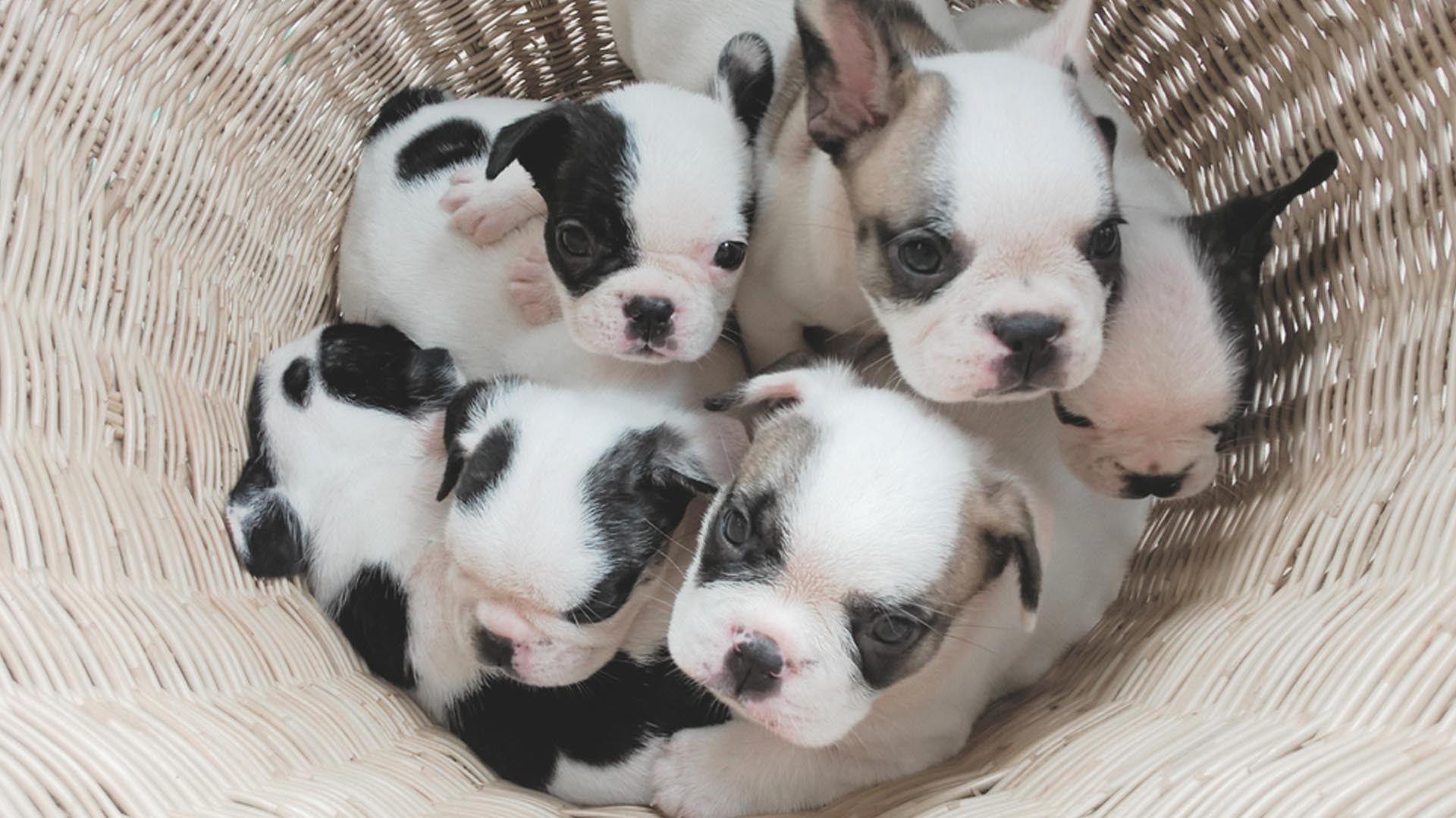1920x1080 High Quality Dog Wallpaper For Dog Lovers