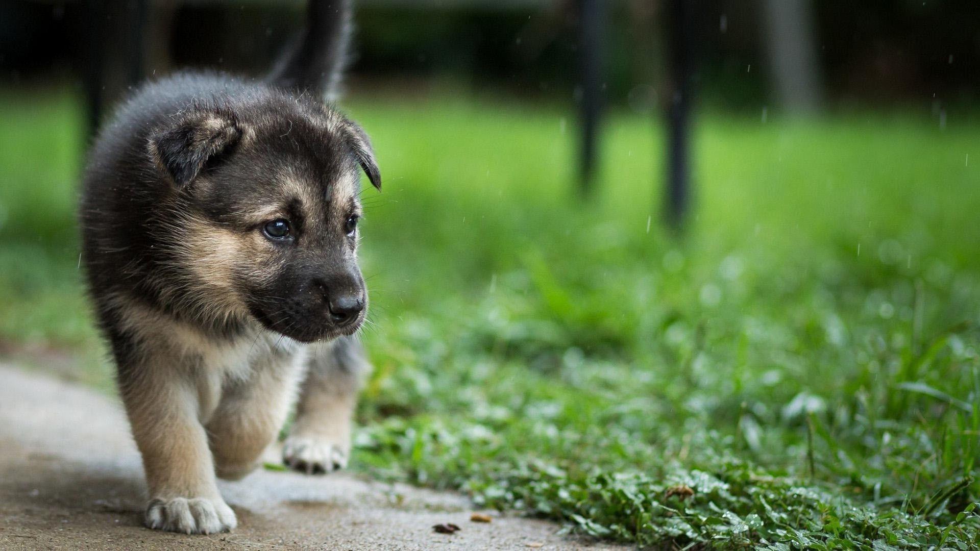 1920x1080 Puppy Desktop Wallpaper