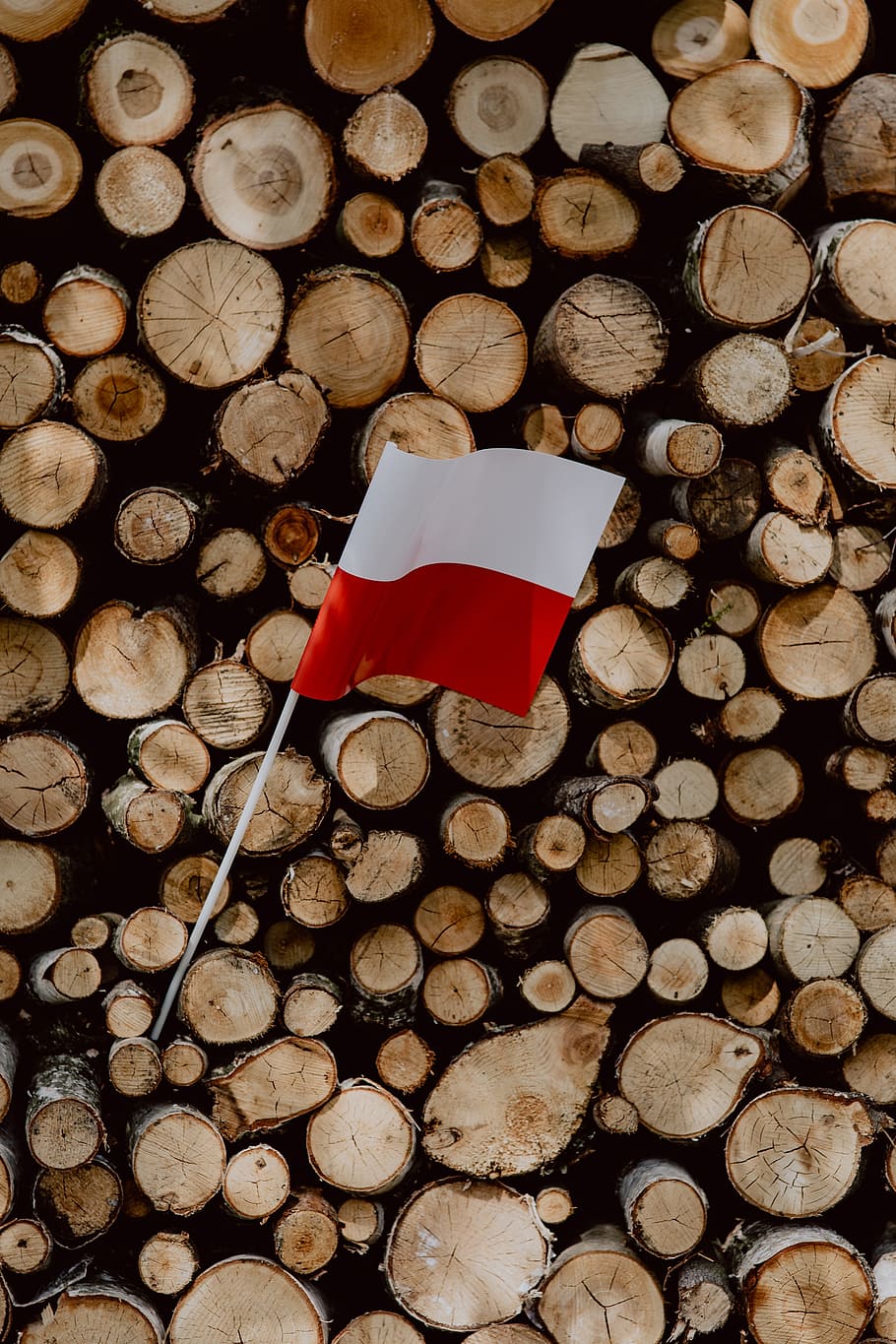 910x1365 HD wallpaper: Flag of Poland Flaga, nature, Europe, tree, polish, national