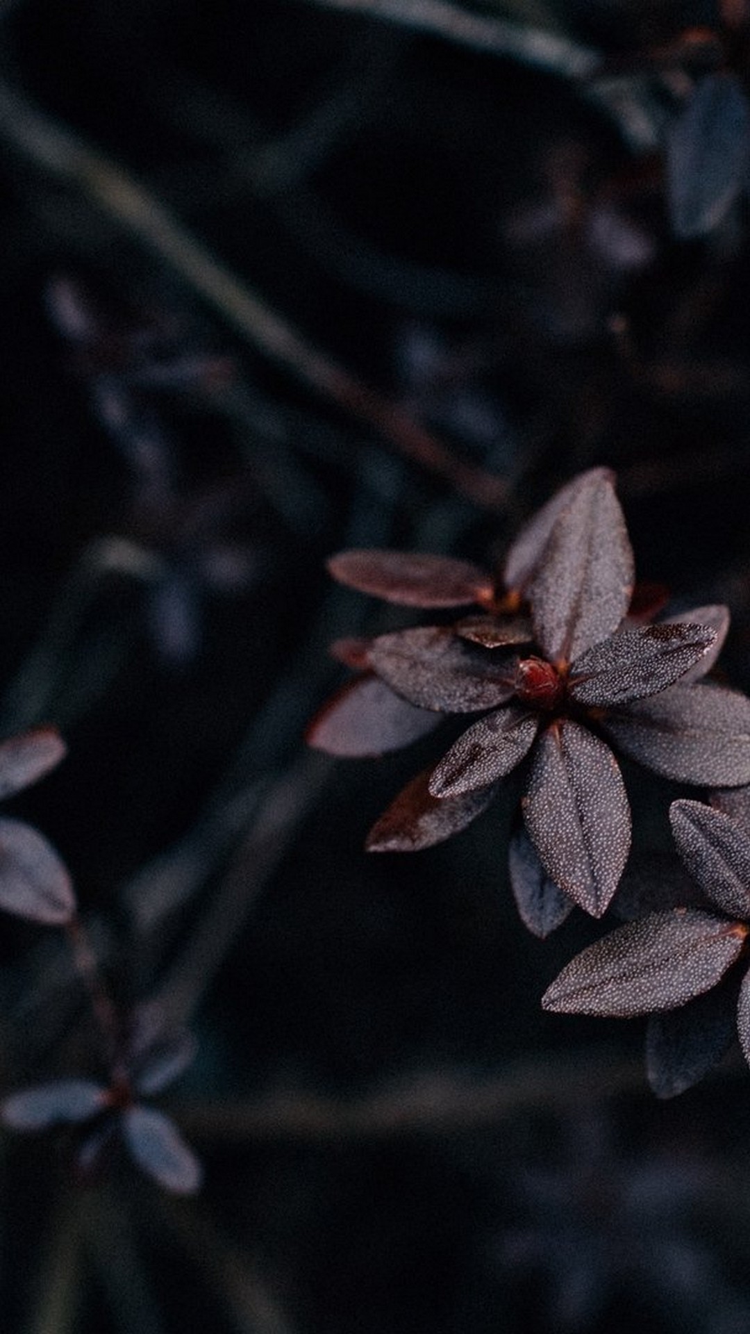 iPhone 12 Black Wallpapers Top Free iPhone 12 Black Backgrounds