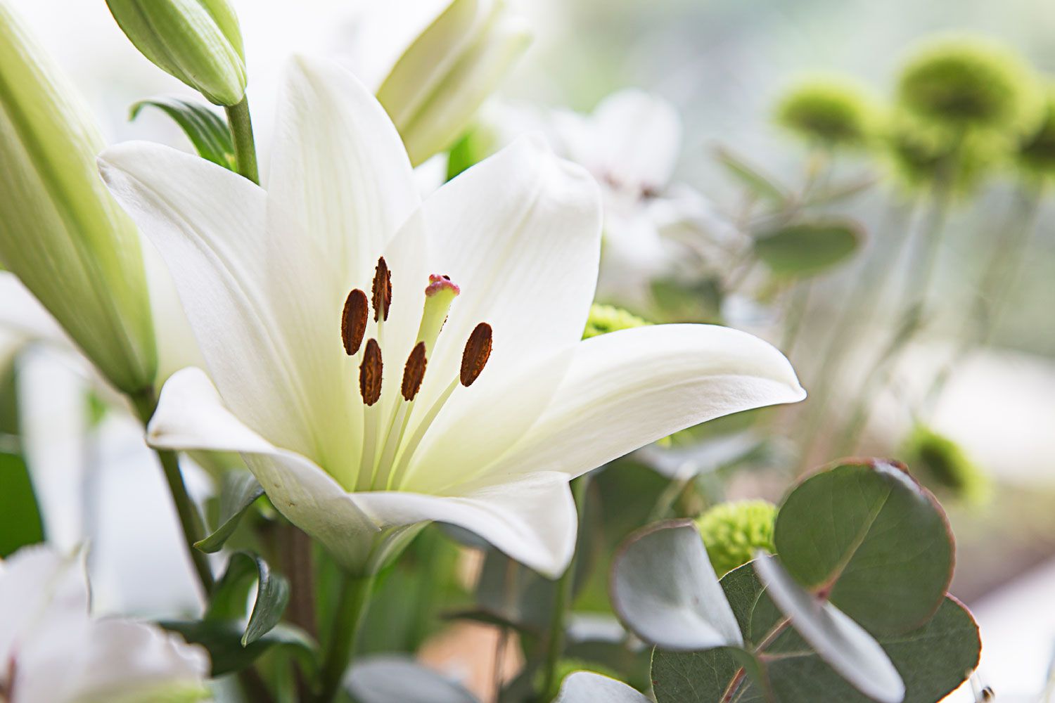 Dynamic What Type Of Flowers To Send For Condolences Background in HD Dynamic What Type Of Flowers To Send For Condolences Background in HD