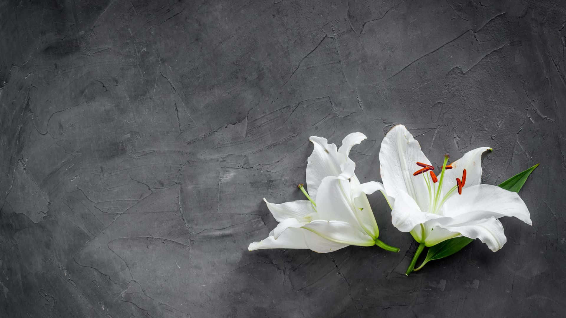 Beautiful What Type Of Flowers To Send For Condolences Artwork for Your Screen Beautiful What Type Of Flowers To Send For Condolences Artwork for Your Screen