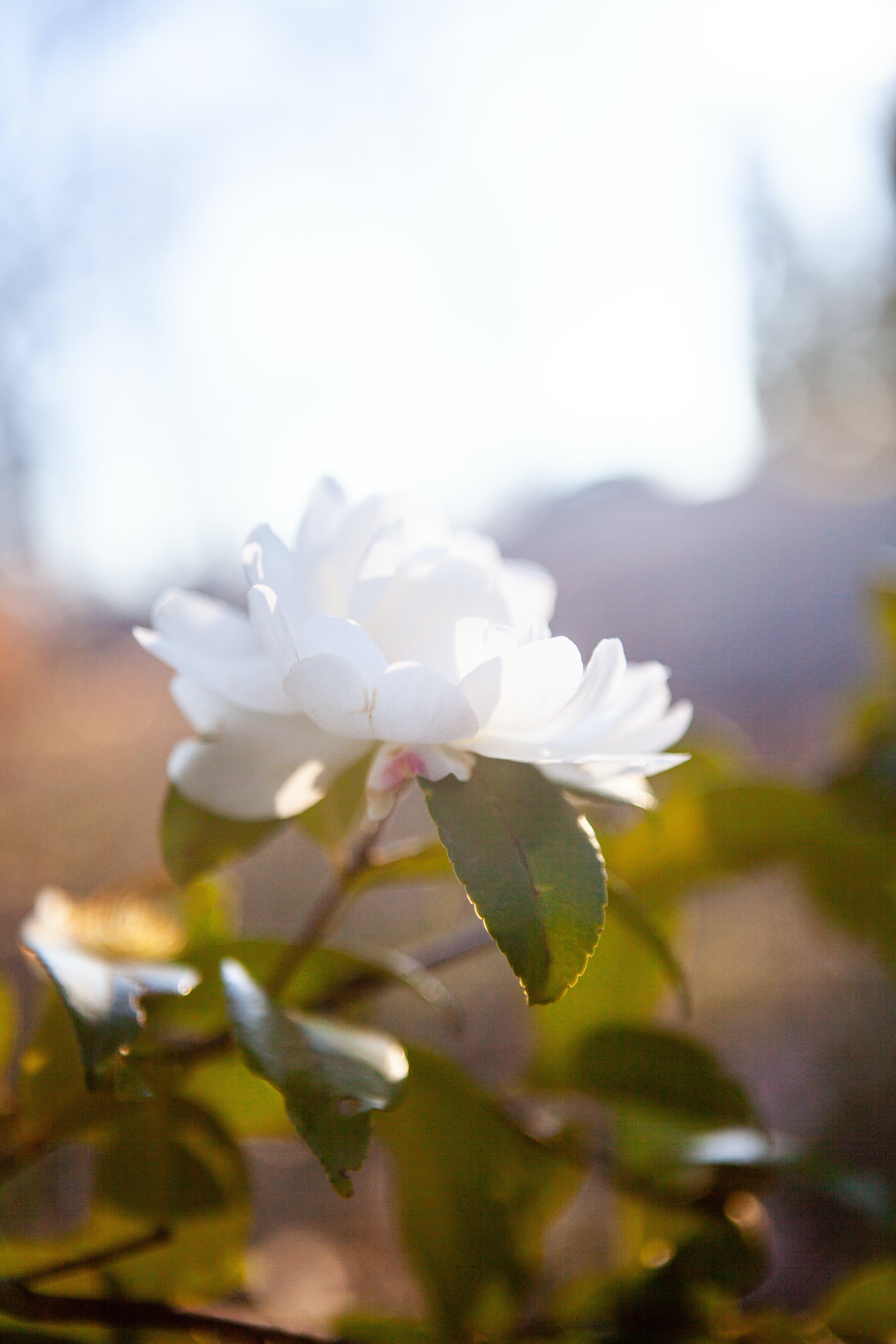 3744x5616 White Flower in Close Up Photography · Free