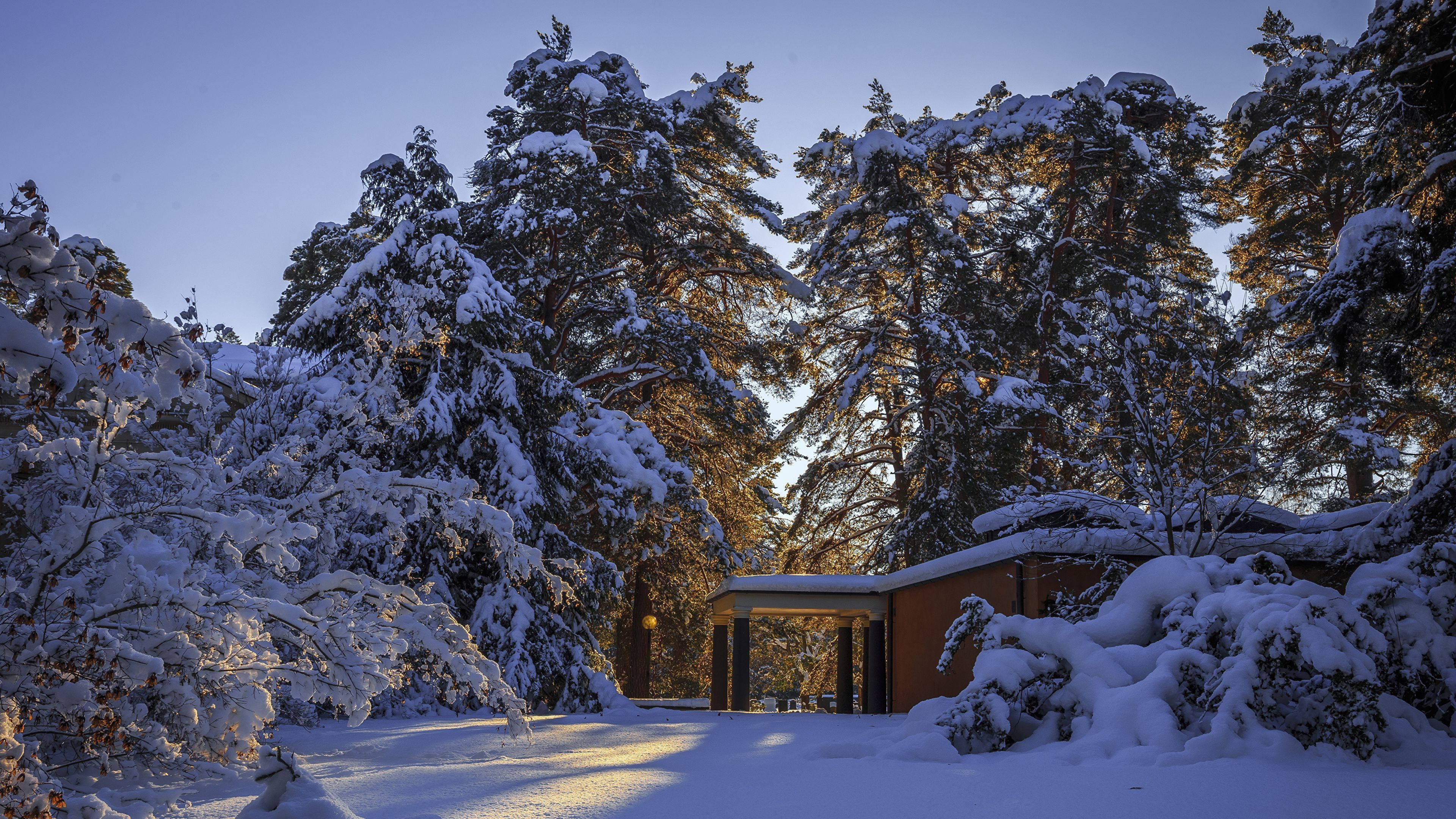 3840x2160 Image Sweden Winter Spruce Nature Snow 3840x2160