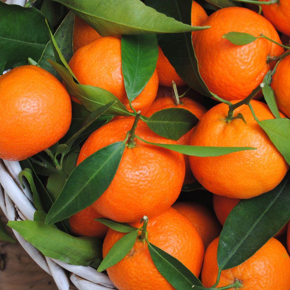 1000x1000 Best Fruits Wallpaper. HD Fruits Image