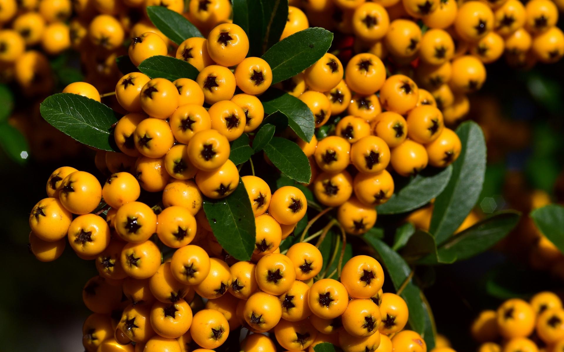 1920x1200 Yellow fruits wallpaper HD. Latest Wallpaper HD