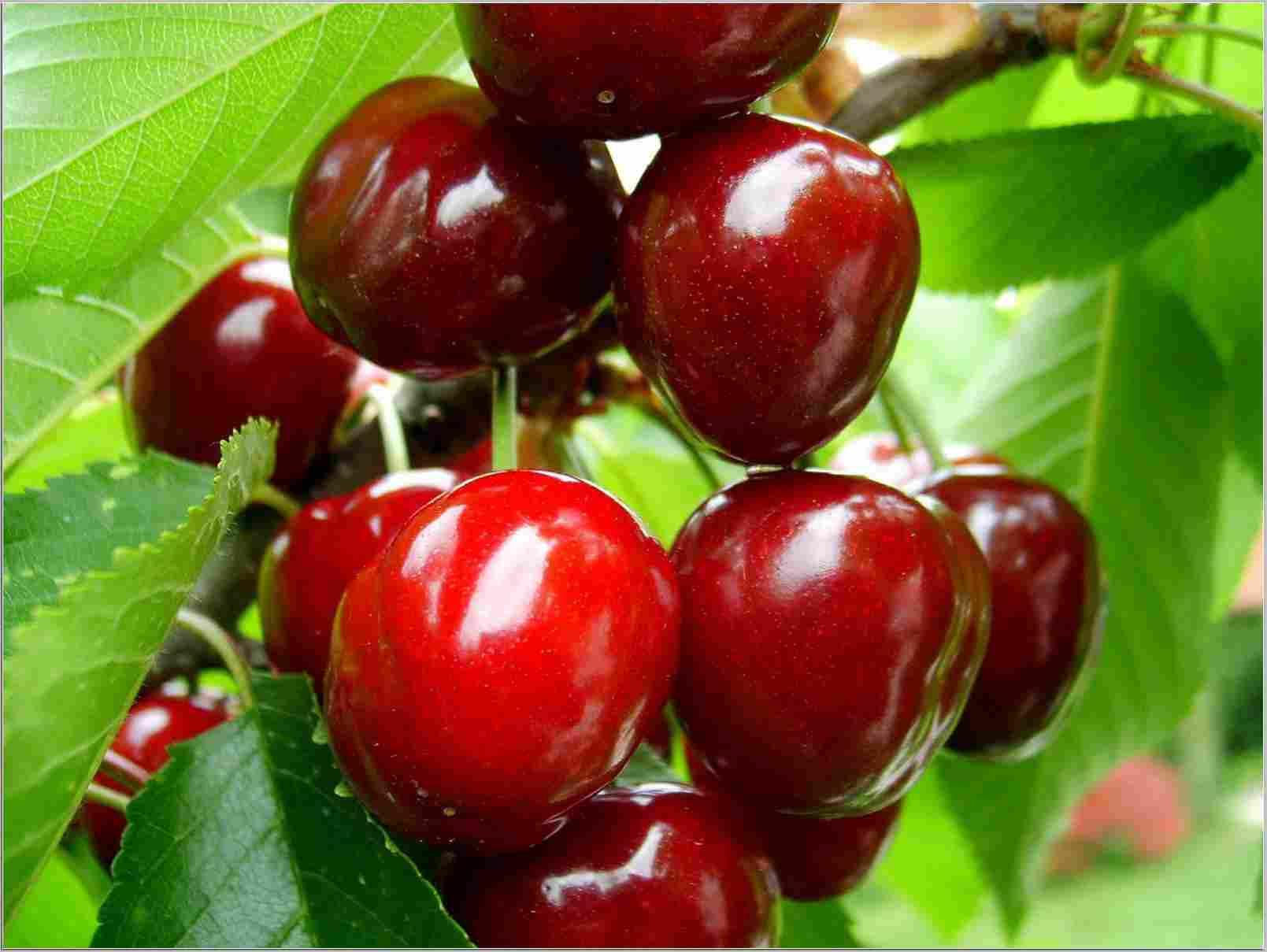 1609x1209 Best of 16 fruits wallpaper beautiful collection