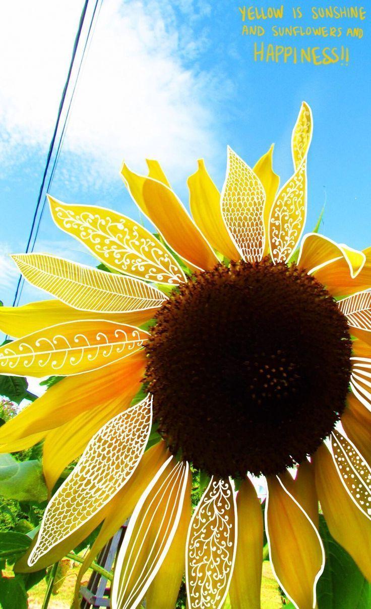 Vsco Sunflower Wallpapers Top Free Vsco Sunflower Backgrounds