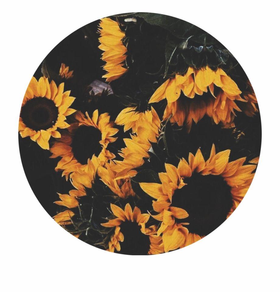 920x960 màu vàng # hình tròn # thẩm mỹ # hoa hướng dương #aesthetictumblr