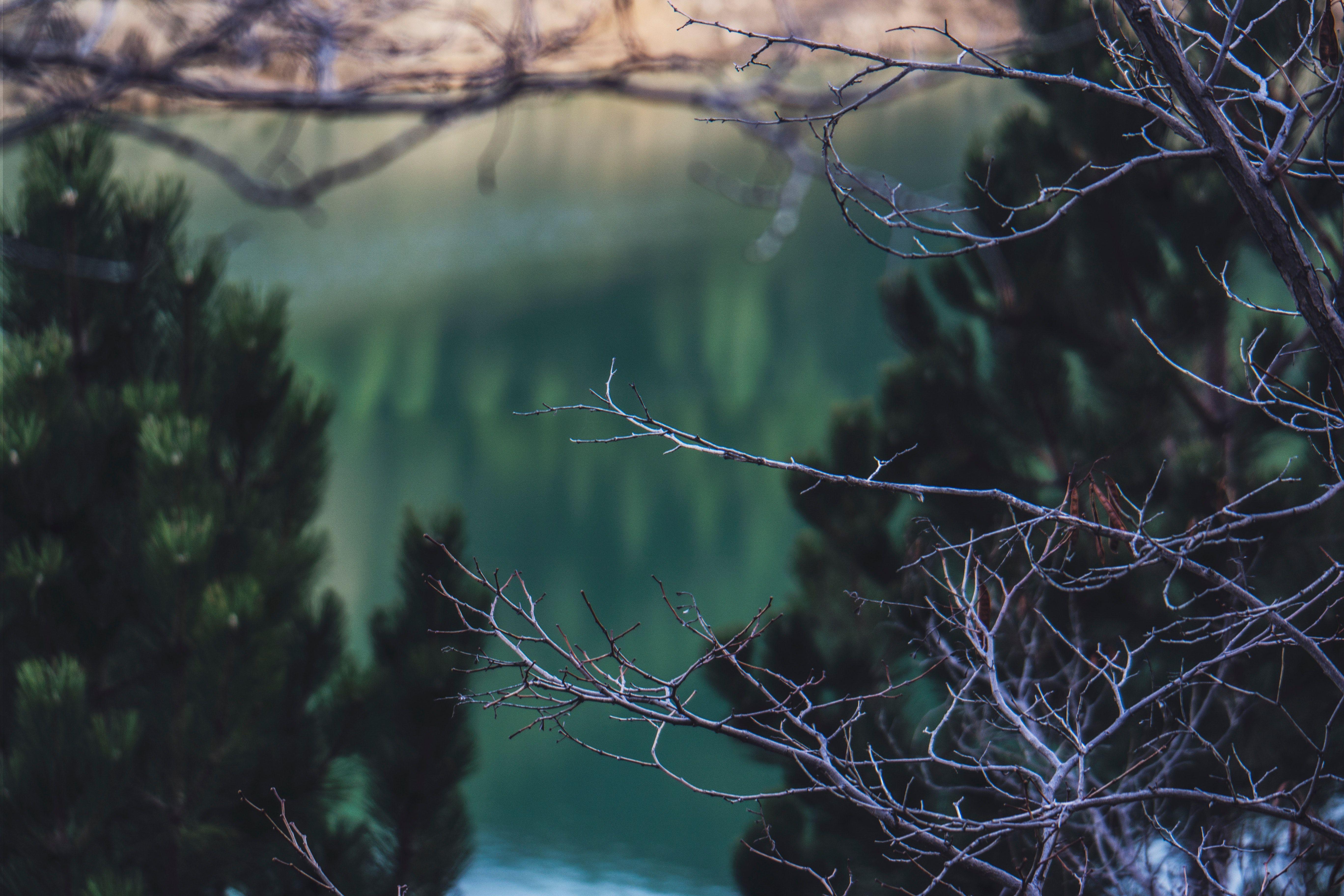 5472x3648 Selective Focus Photography of Bare Trees · Free