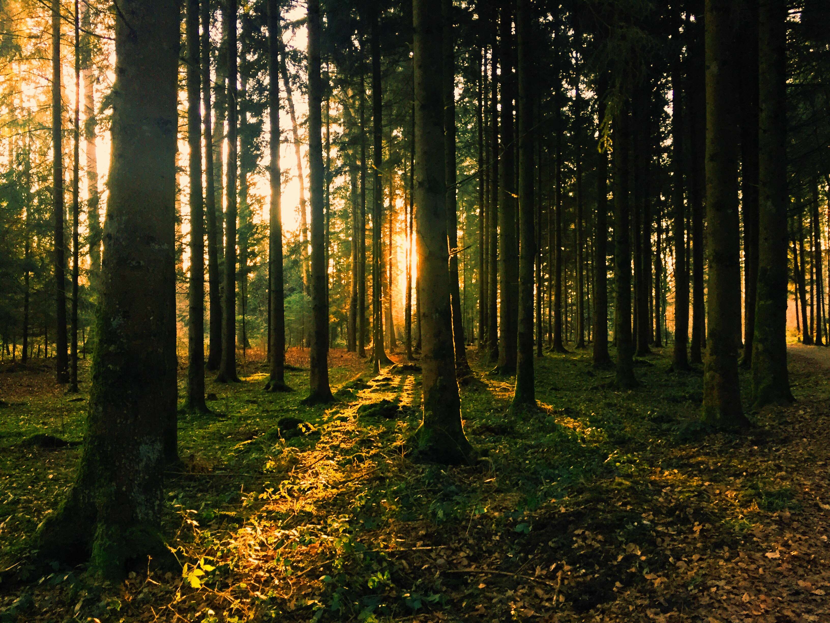 3264x2448 forest, iphone vsco wallpaper and background