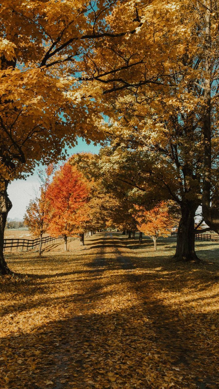 736x1309 HD wallpaper: wallpaper, iphone wallpaper, farm life, country living, drive. Farm life, Country living, Maple leaf tree