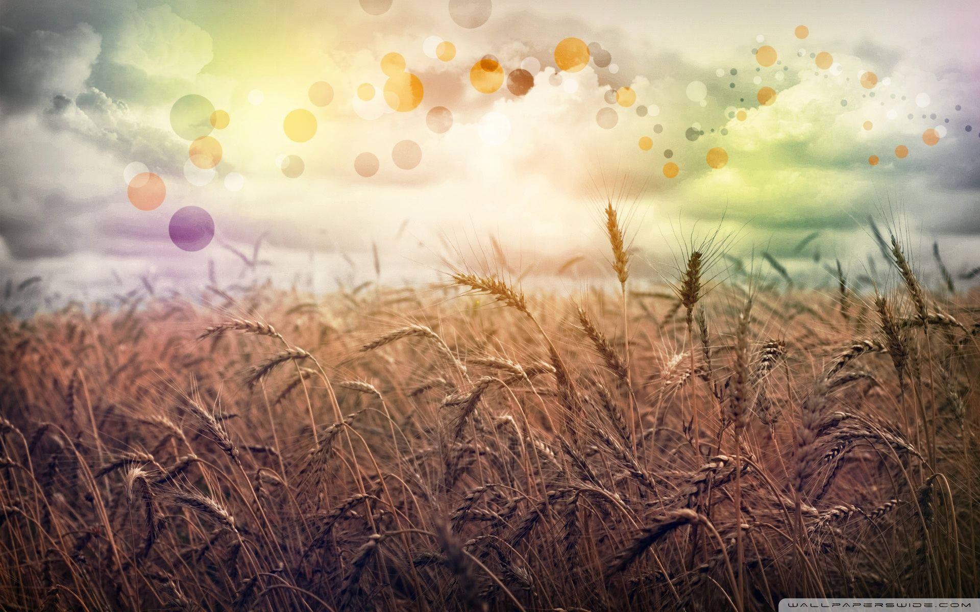 1920x1200 Download Life In The Country Wallpaper