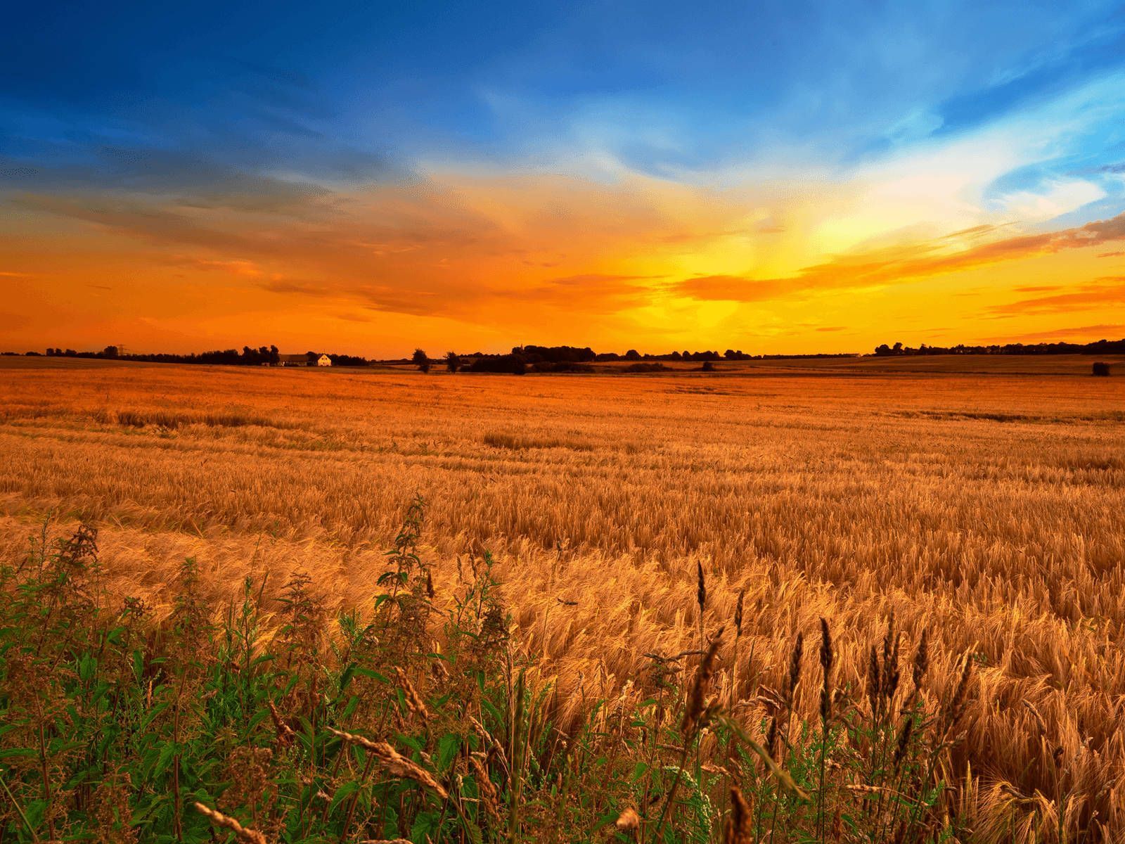 1600x1200 Download Gorgeous Sunset in a Country Wheat Field Wallpaper