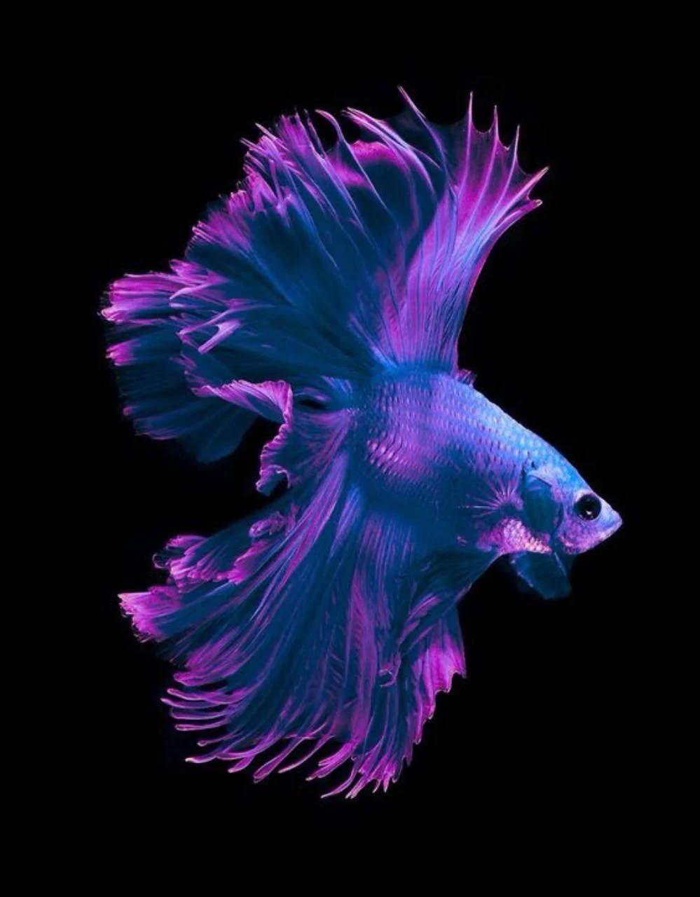 Purple Fish Wallpapers - Top Free Purple Fish Backgrounds - WallpaperAccess