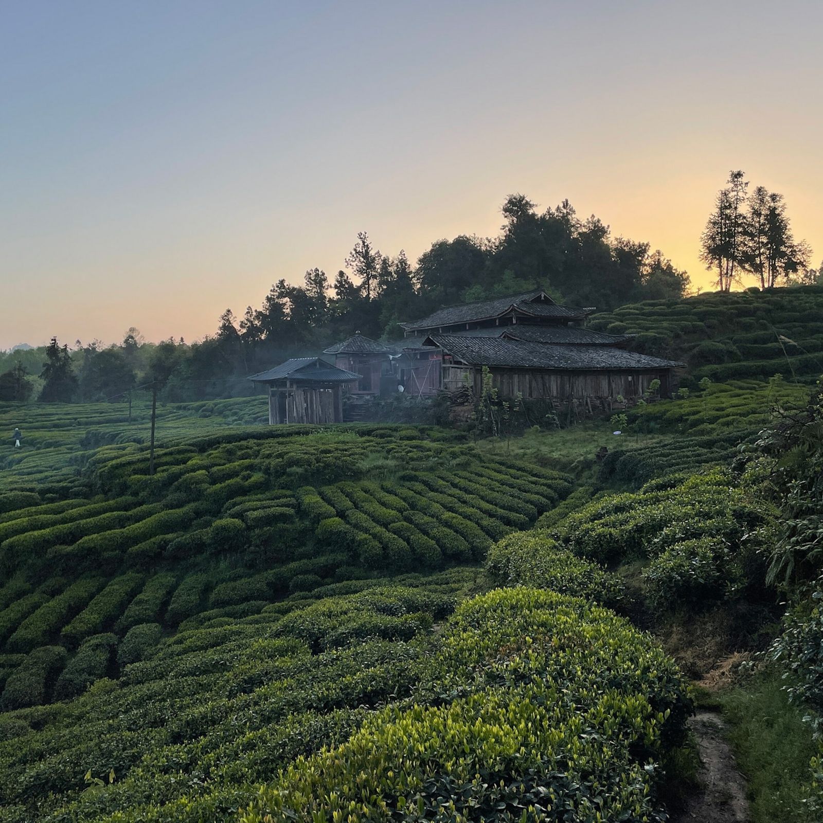 1600x1600 Sichuan